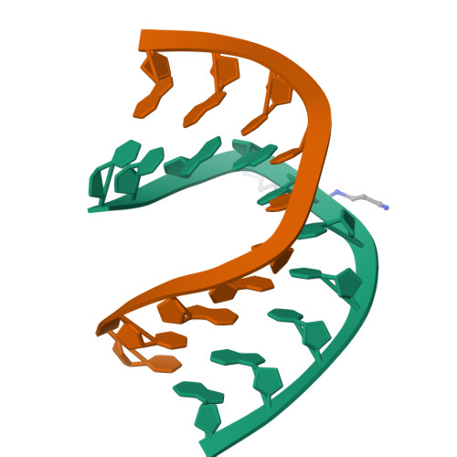 3D structure of 100D: Crystal structure of the highly distorted chimeric decamer R(C)D(CGGCGCCG)R(G)-spermine complex-spermine binding to phosphate… (MolNFT)