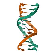 3D structure of 101D: Refinement of netropsin bound to DNA: bias and feedback in electron density MAP interpretation (MolNFT v2 / PDB Bank)