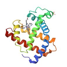 3D structure of 101M: Sperm whale myoglobin F46V N-butyl isocyanide at pH 9.0 (MolNFT v2 / PDB Bank)