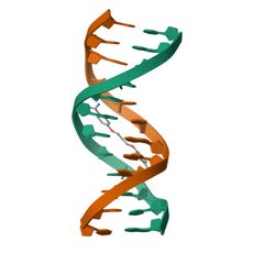3D structure of 102D: Sequence-dependent drug binding to the minor groove of DNA: the crystal structure of the DNA dodecamer D(CGCAAATTTGCG)2… (MolNFT v2 / PDB Bank)
