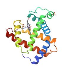 3D structure of 1CH2: Recombinant sperm whale myoglobin L89F mutant (met) (MolNFT v2 / PDB Bank)
