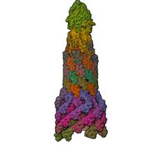 3D structure of 8WLQ: Cryo-EM structure of the whole rod-export apparatus with hook within the flagellar motor-hook complex in the CCW state. (MolNFT v2 / PDB Bank)
