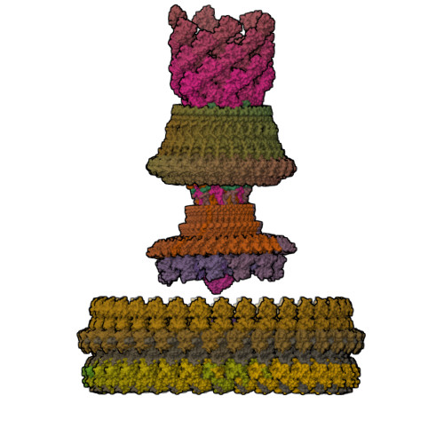 3D structure of 8WOE: Cryo-EM structure of the intact flagellar motor-hook complex in the CW state (MolNFT)